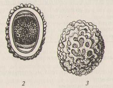 Яйцо аскариды рисунок
