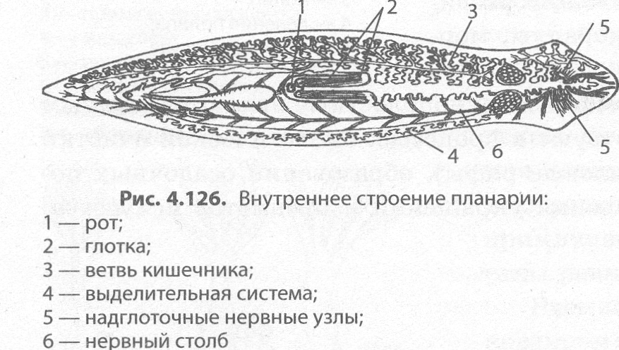 Строение планарии рисунок с подписями