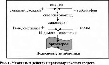 Механизм действия противогрибковых препаратов. Полиеновые антибиотики механизм действия. Противогрибковые антибиотики механизм действия. Механизм действия полиеновых антибиотиков.