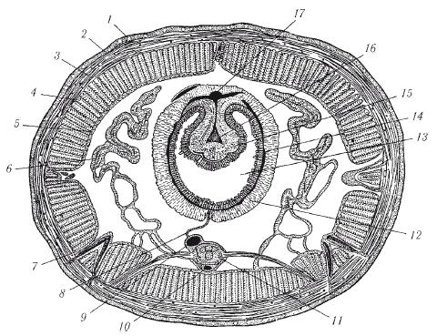 Полость в круглом черве