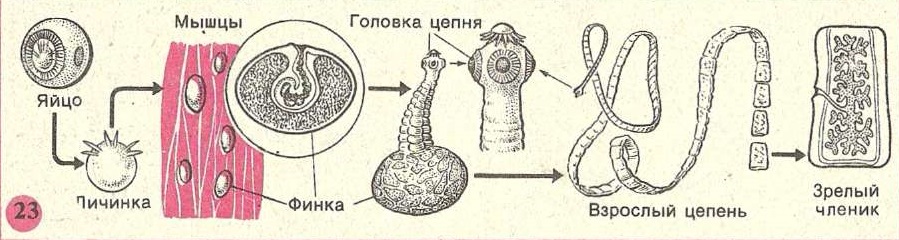 Цикл ленточных червей. Цикл развития ленточных червей схема. Жизненный цикл свиного цепня биология. Размножение ленточных червей.