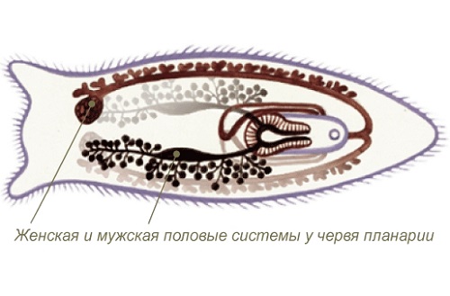 Какой тип питания характерен для белой планарии изображенной на рисунке 1