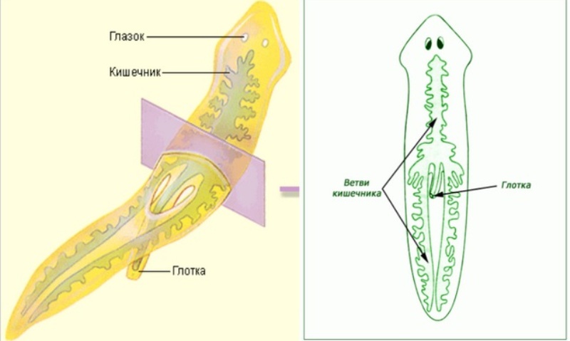 Плоские черви рисунок. Пищеварительная система планарии. Пищеварительная система белой планарии. Молочная планария пищеварительная система. Строение пищеварительной системы белой планарии.