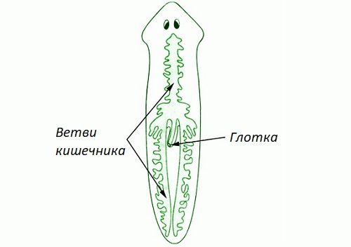 Белая планария план